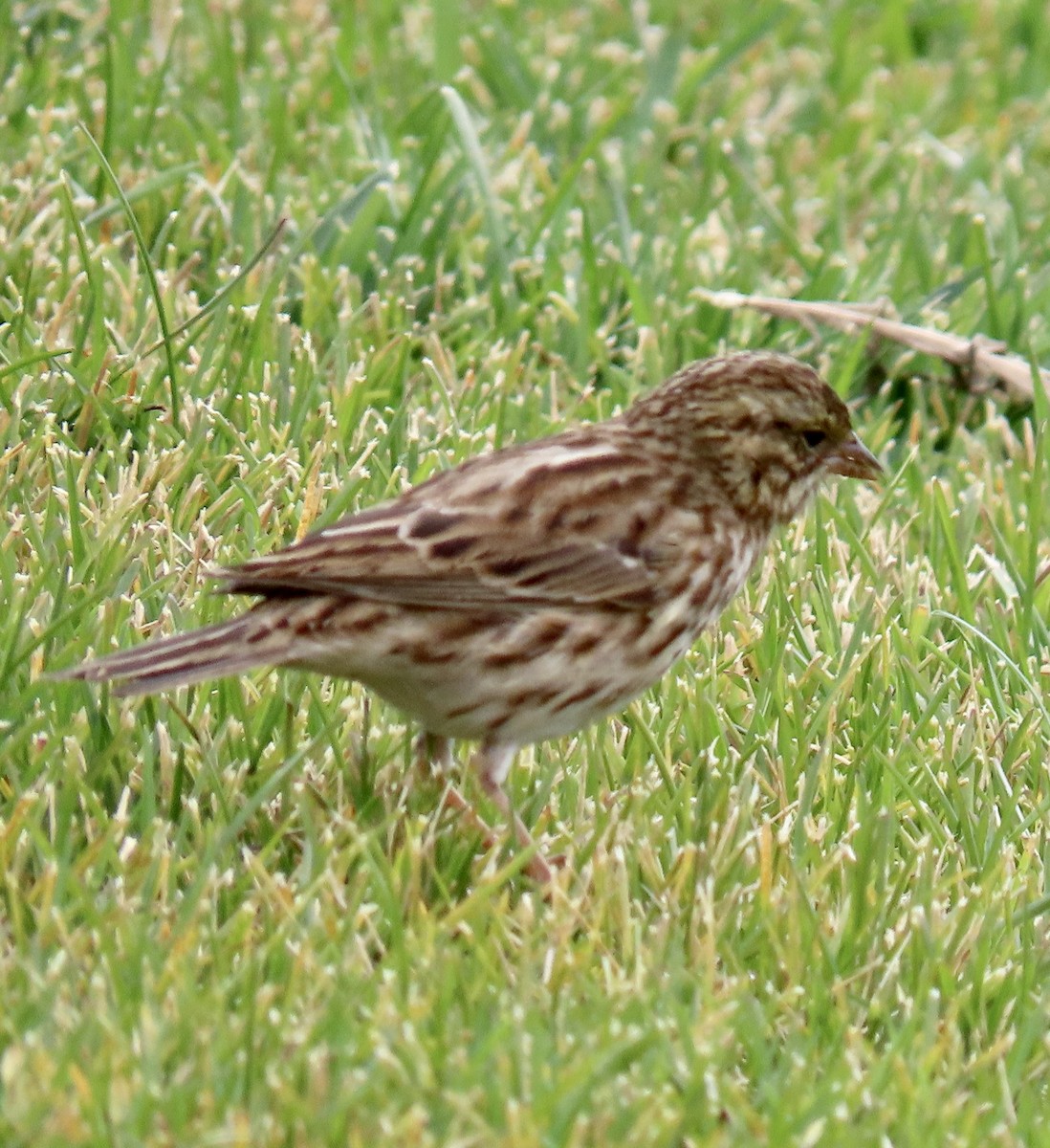 Savannah Sparrow - ML623823412