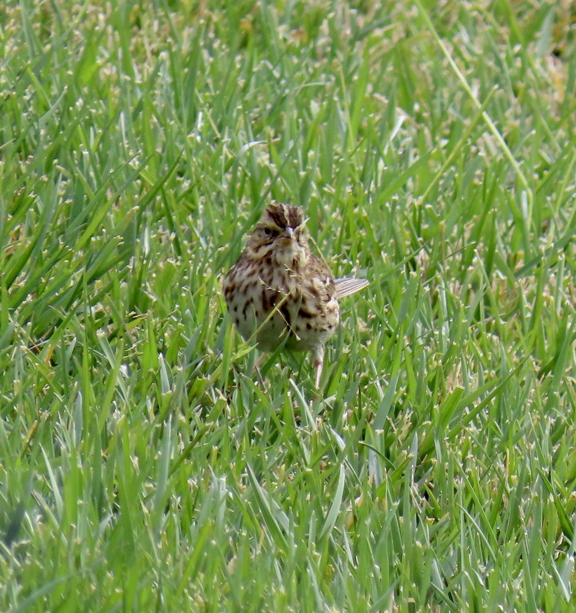 Savannah Sparrow - George Chrisman