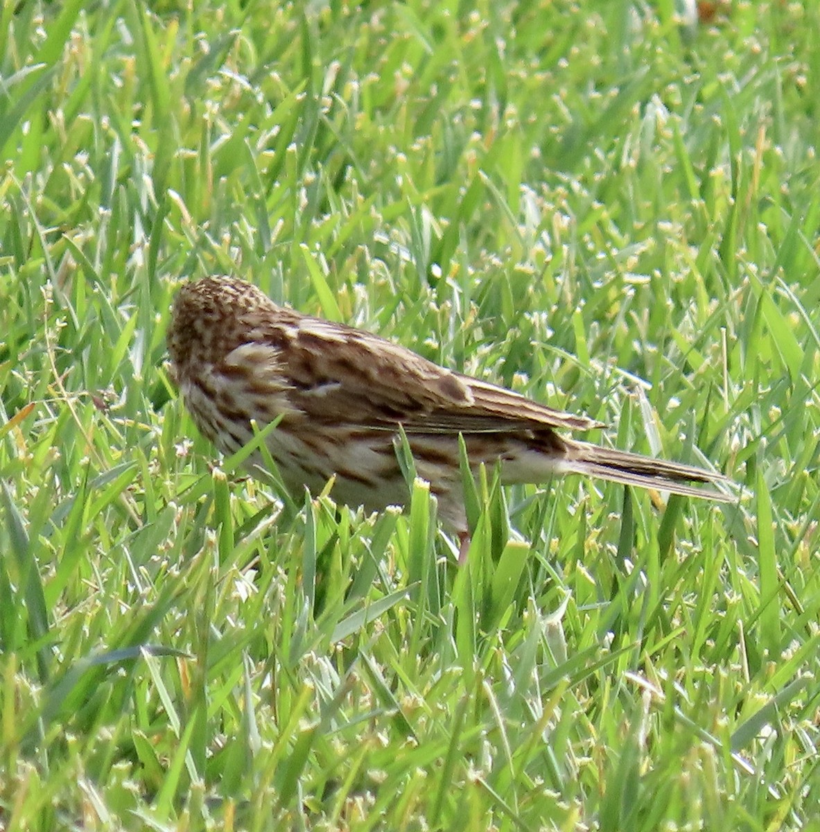 Savannah Sparrow - ML623823415