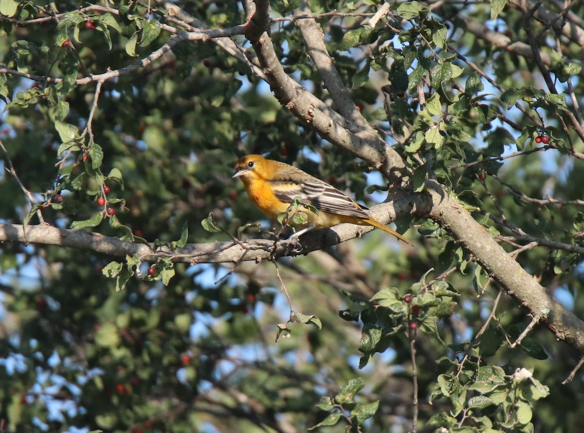 Baltimore Oriole - ML623823428