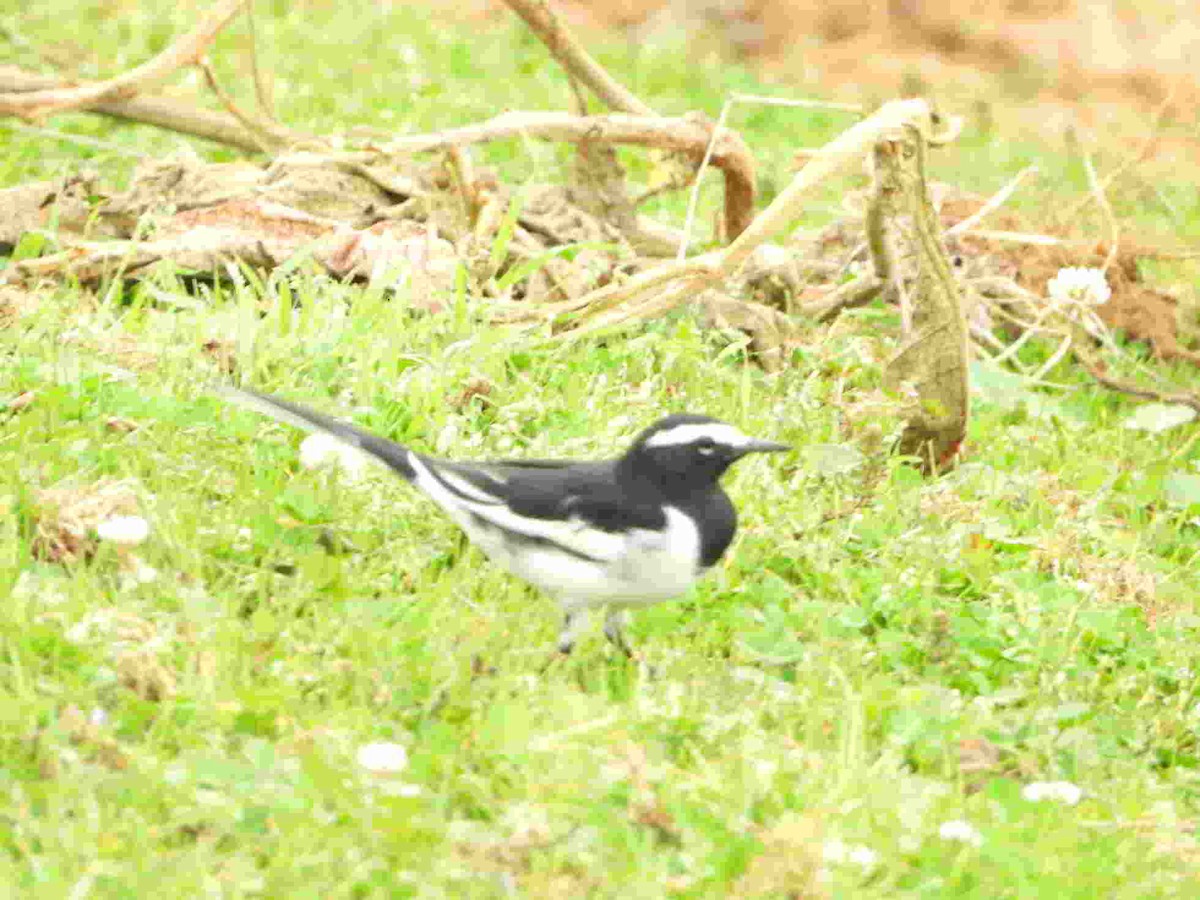 White-browed Wagtail - ML623823435