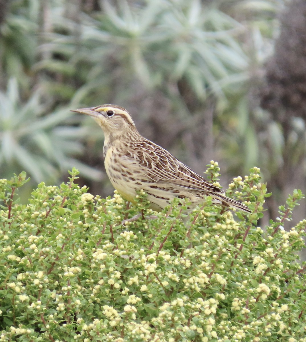 Western Meadowlark - ML623823436