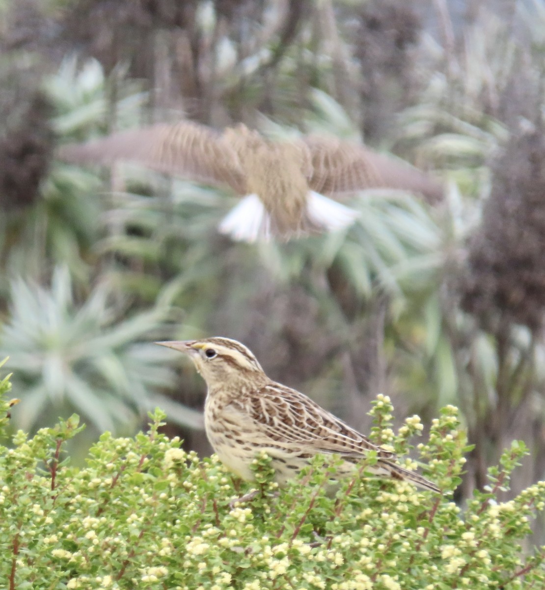 Western Meadowlark - ML623823437