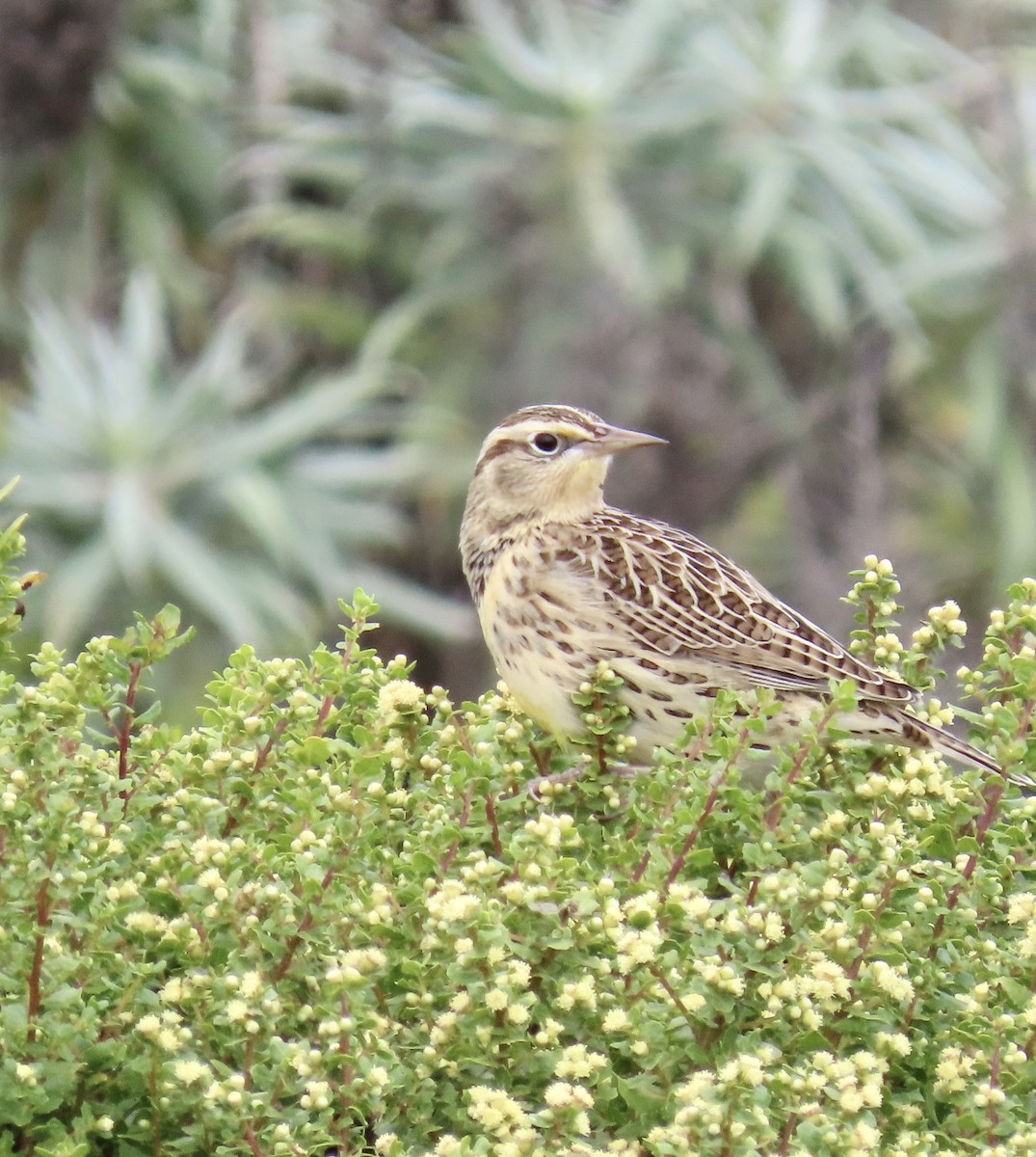 Western Meadowlark - ML623823438