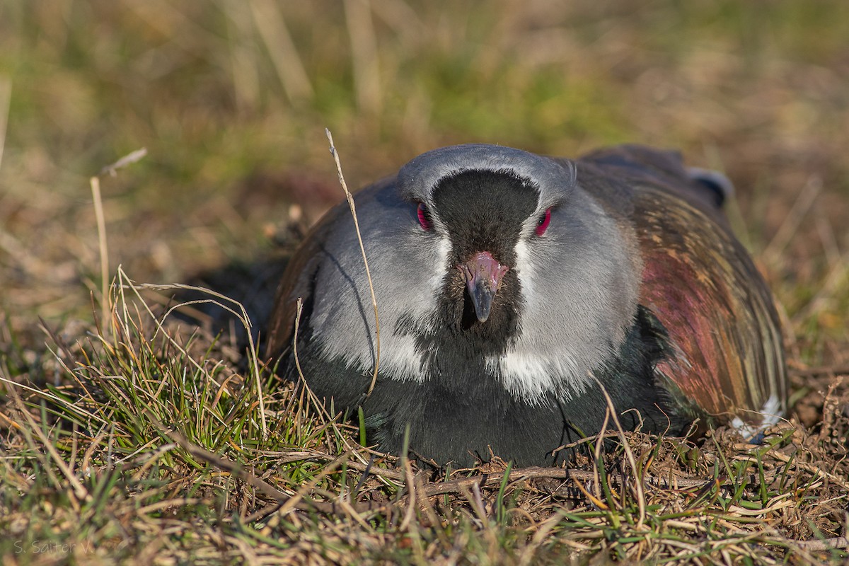 Southern Lapwing (chilensis/fretensis) - ML623823450