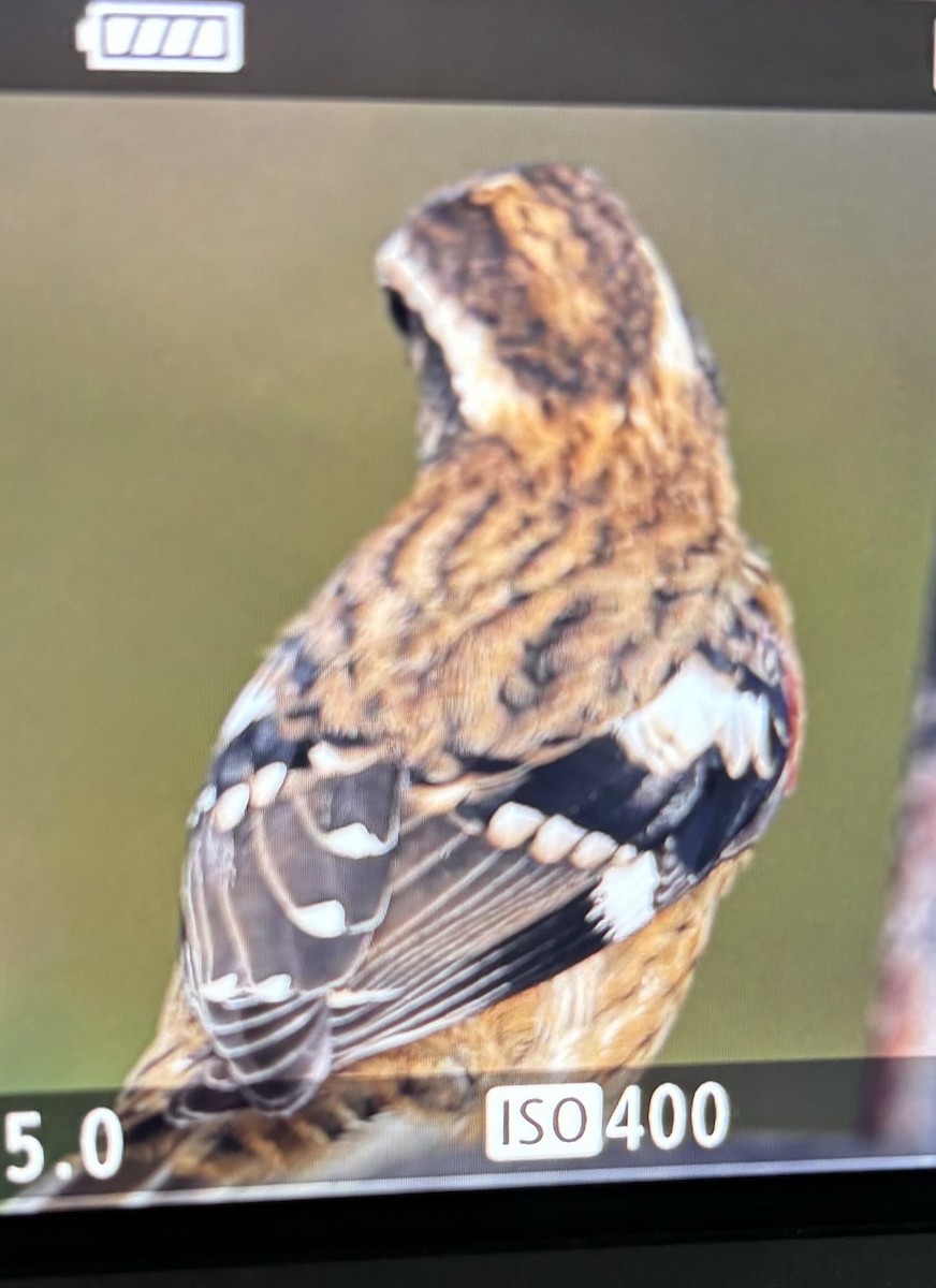 Rose-breasted Grosbeak - ML623823475