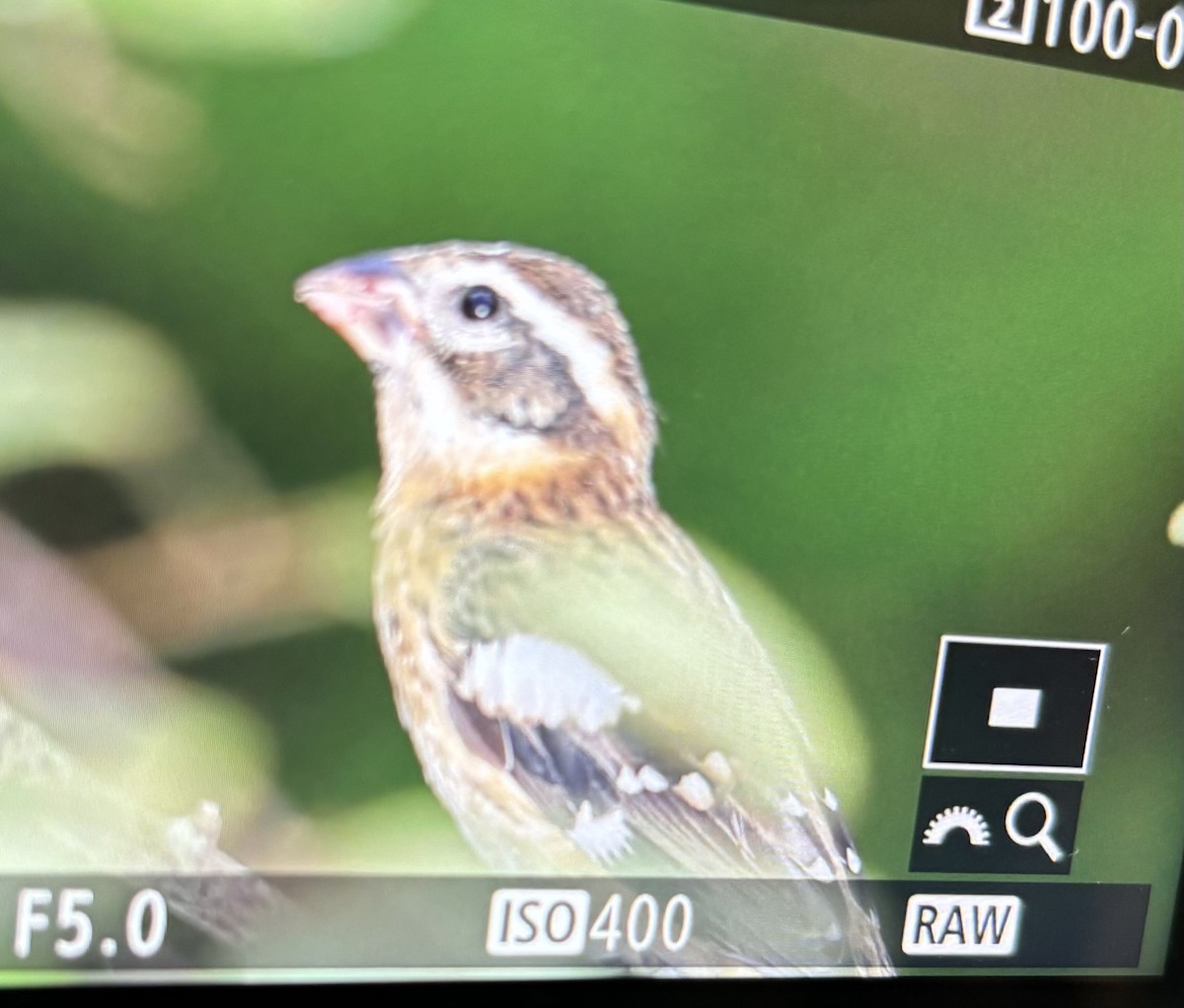 Rose-breasted Grosbeak - ML623823476