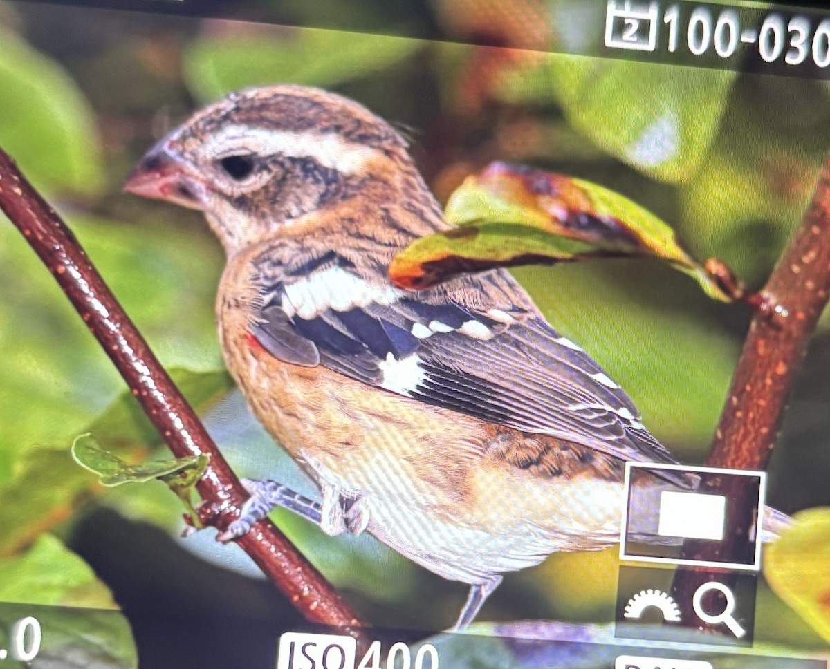 Rose-breasted Grosbeak - ML623823477