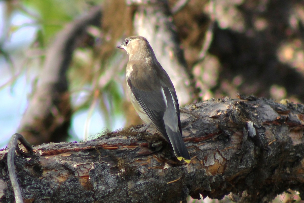 Cedar Waxwing - ML623823484