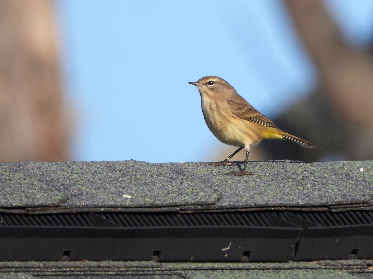 Palm Warbler - ML623823487