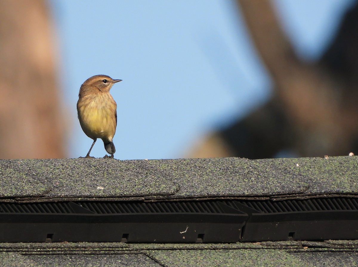 Palm Warbler - ML623823488