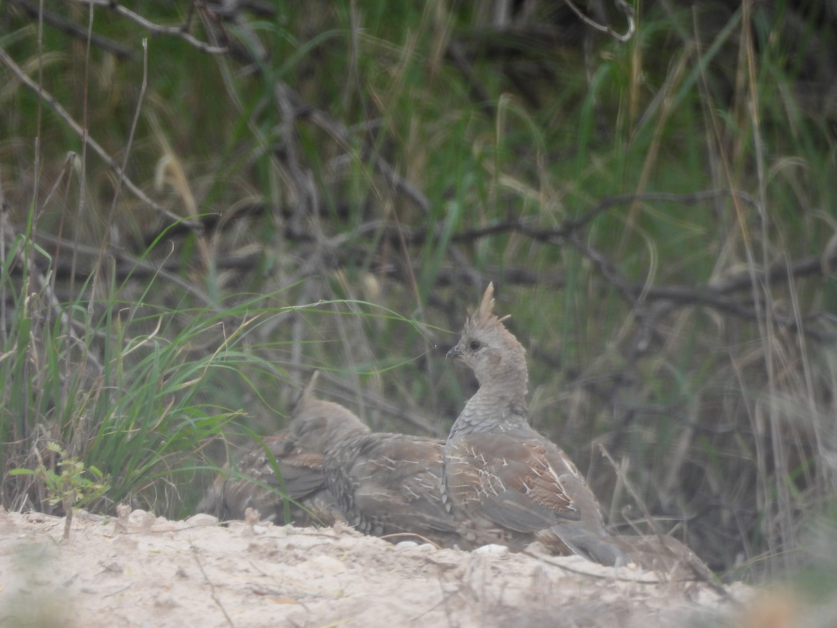 Scaled Quail - Tristan Kozel