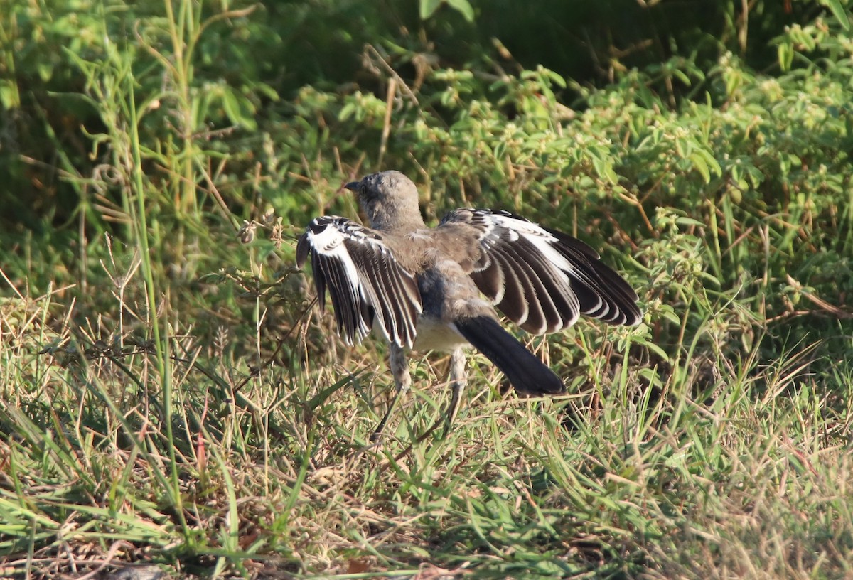 Northern Mockingbird - ML623823498