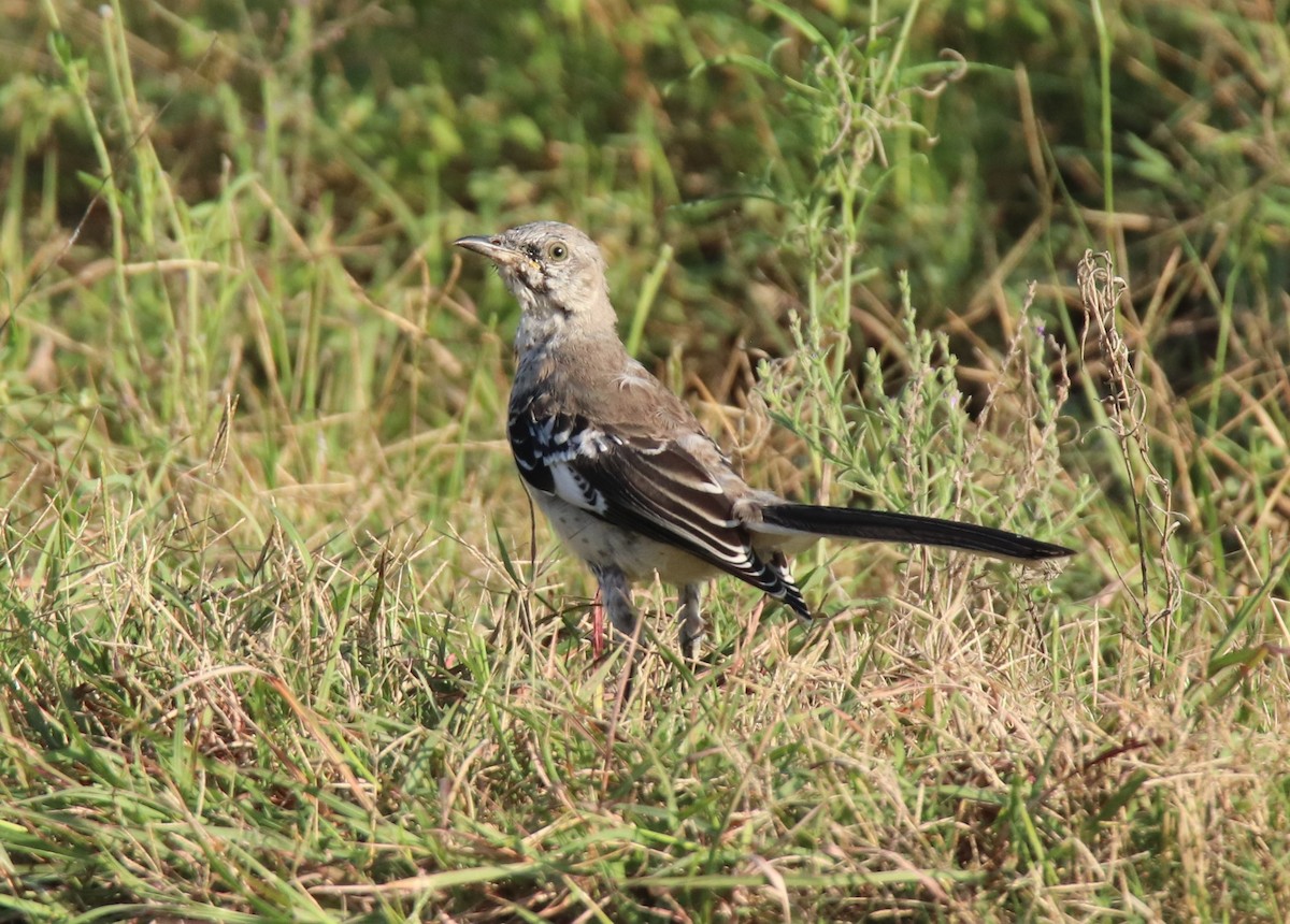 Northern Mockingbird - ML623823500