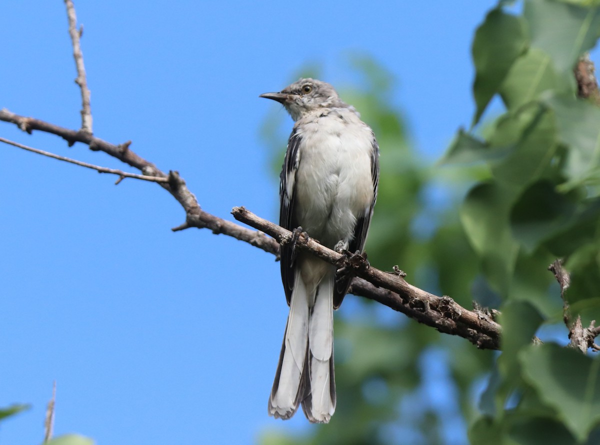 Northern Mockingbird - Ruth King