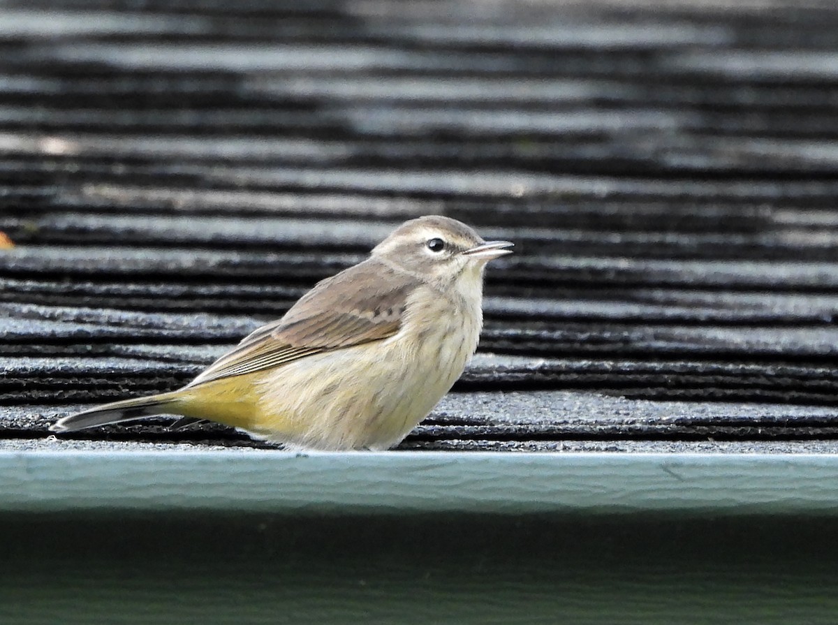 Palm Warbler - ML623823506