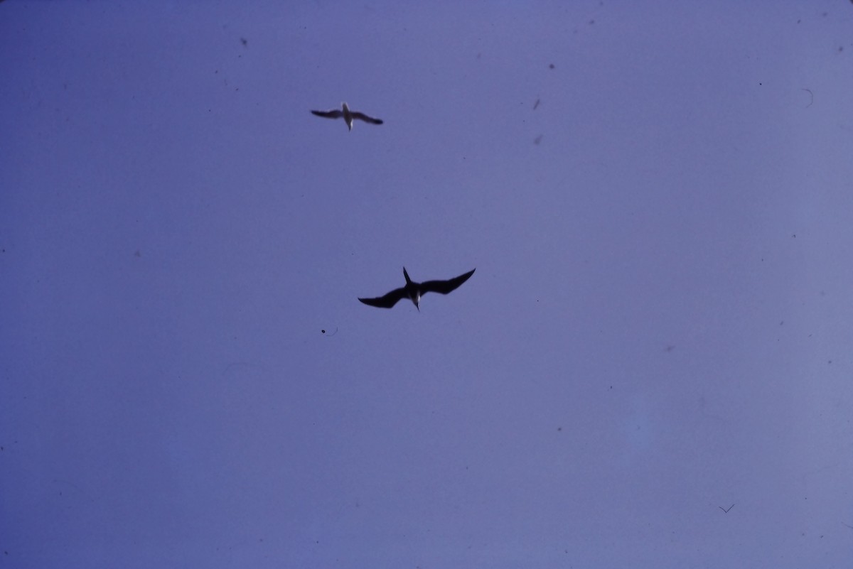 Great Frigatebird - ML623823529