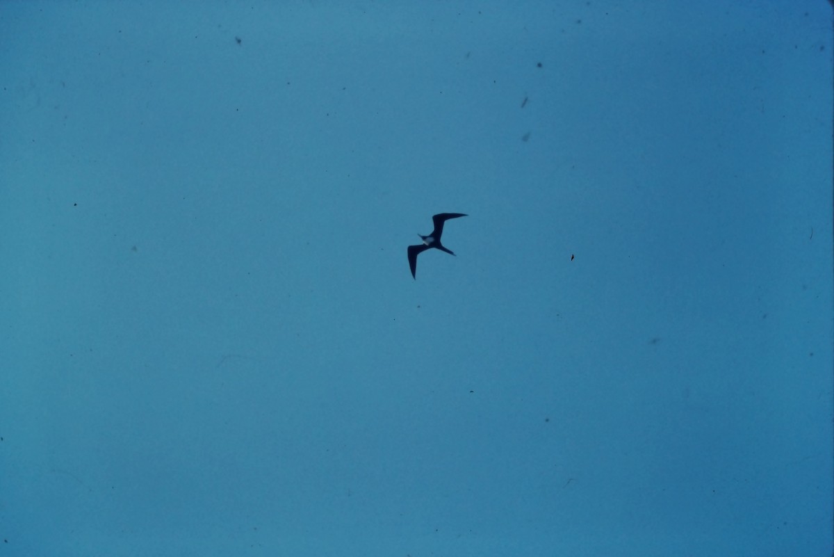 Great Frigatebird - Farallon Island