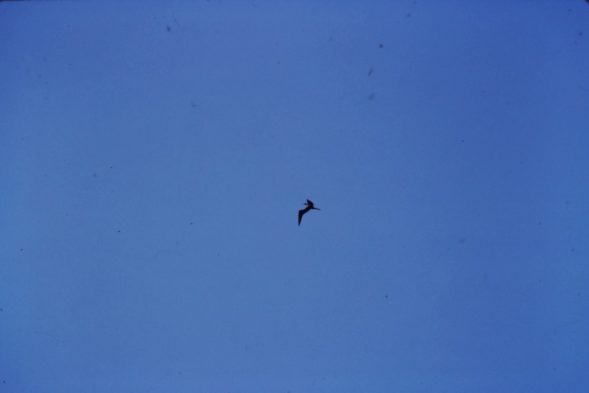 Great Frigatebird - ML623823535