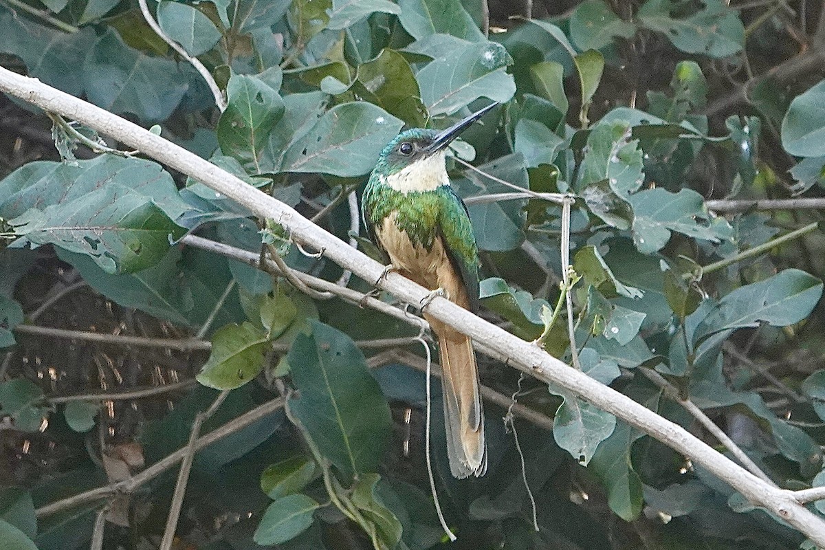 Jacamar à queue rousse (rufoviridis/heterogyna) - ML623823567