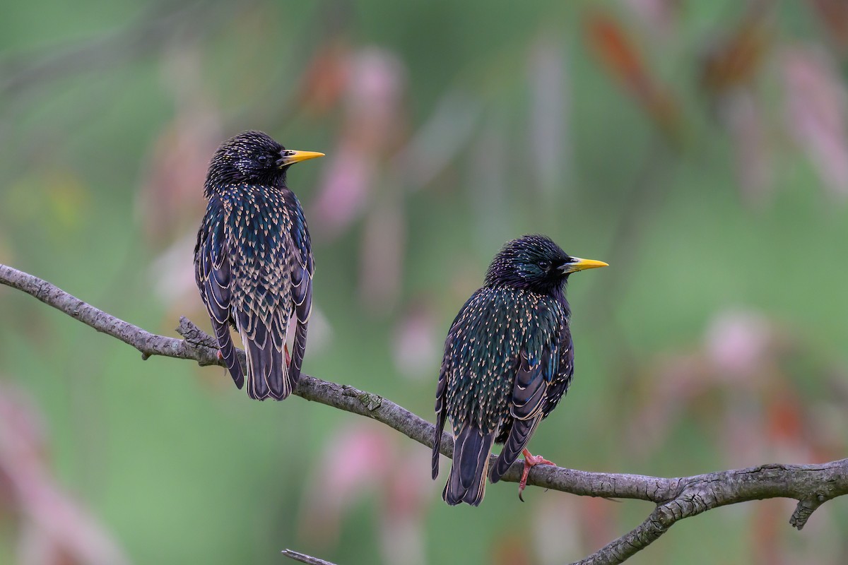 European Starling - ML623823569