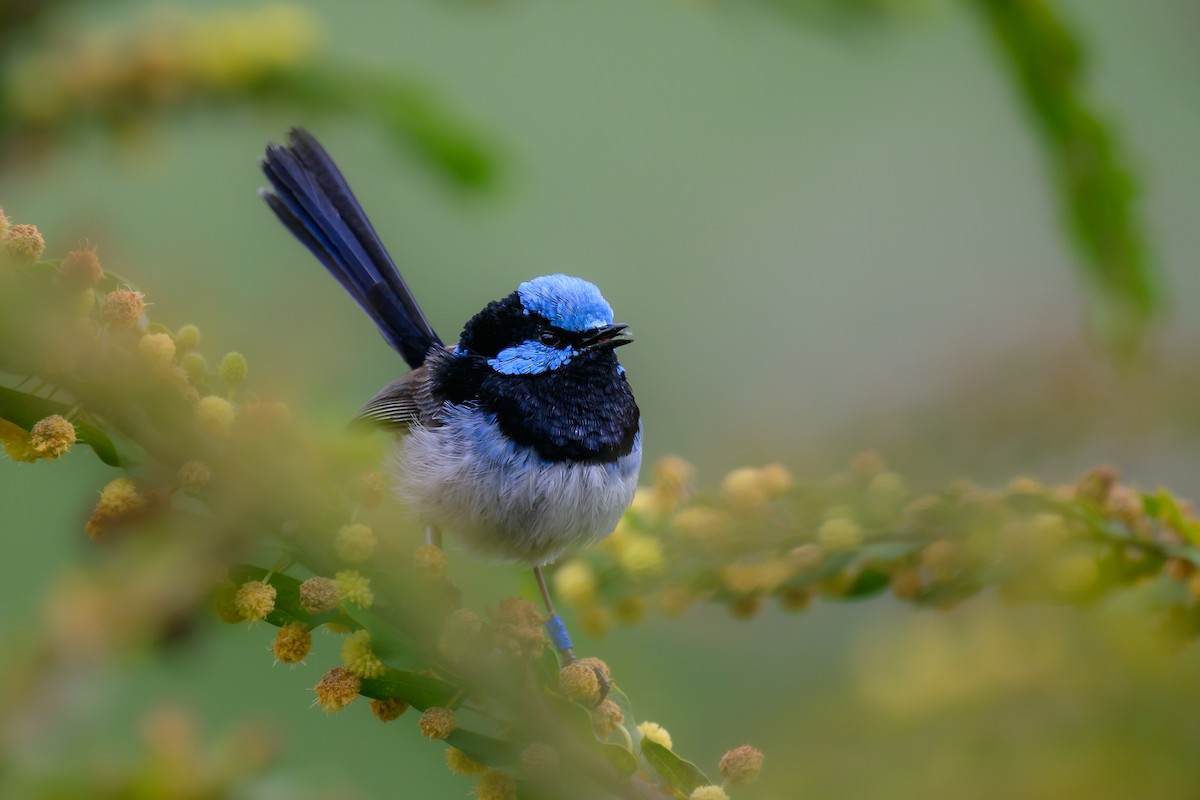 Superb Fairywren - ML623823572