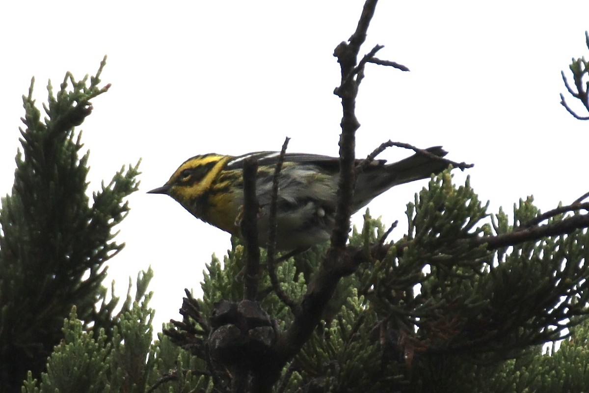Townsend's Warbler - ML623823581