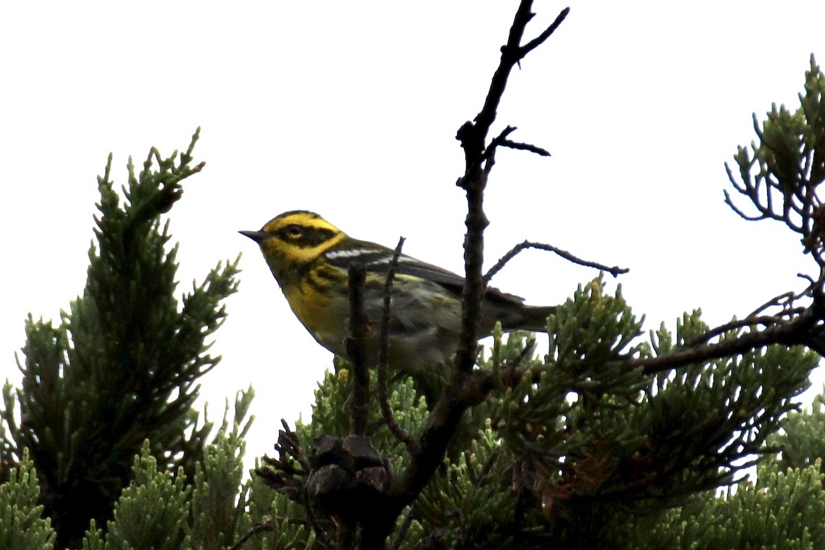 Townsend's Warbler - ML623823582
