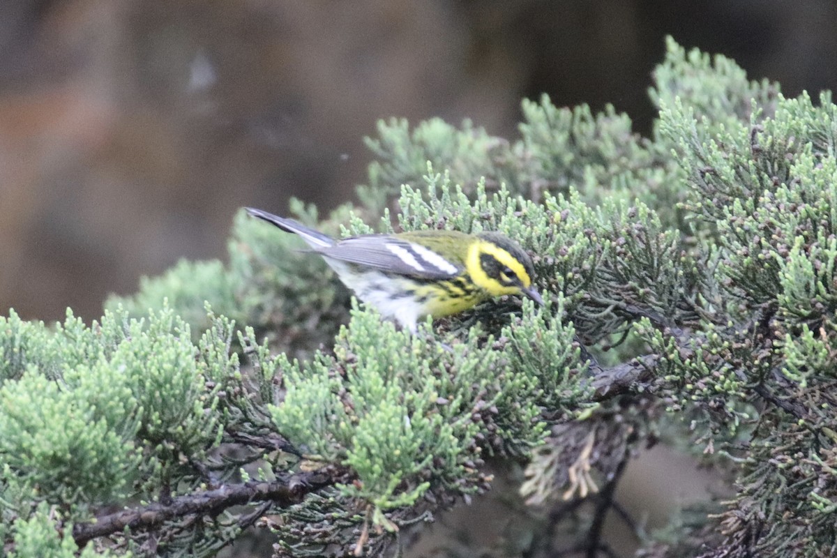 Townsend's Warbler - Brendon Westerhold