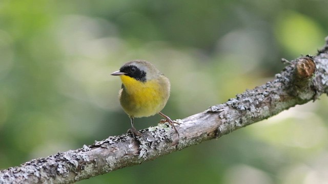 Common Yellowthroat - ML623823585