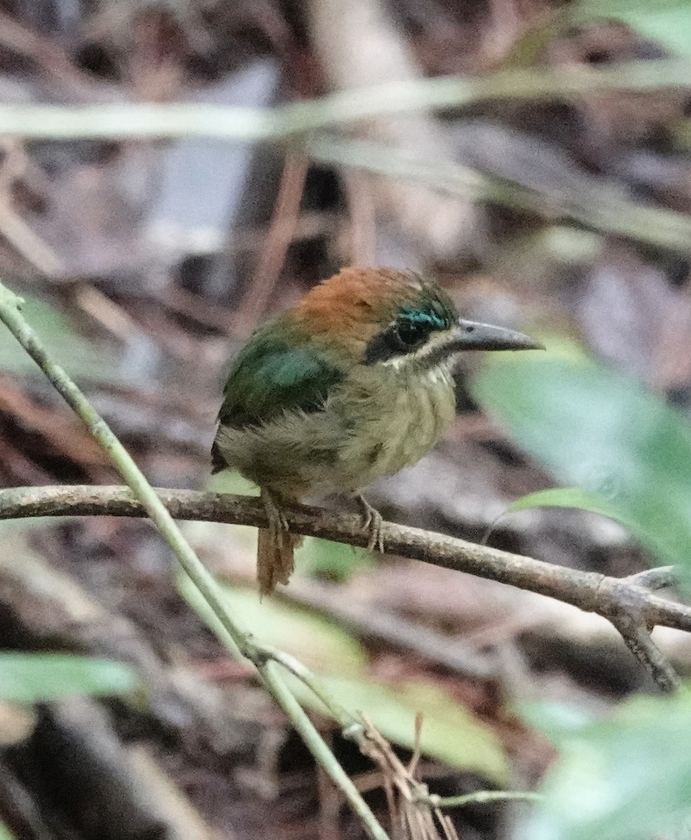 Zwergmotmot - ML623823595