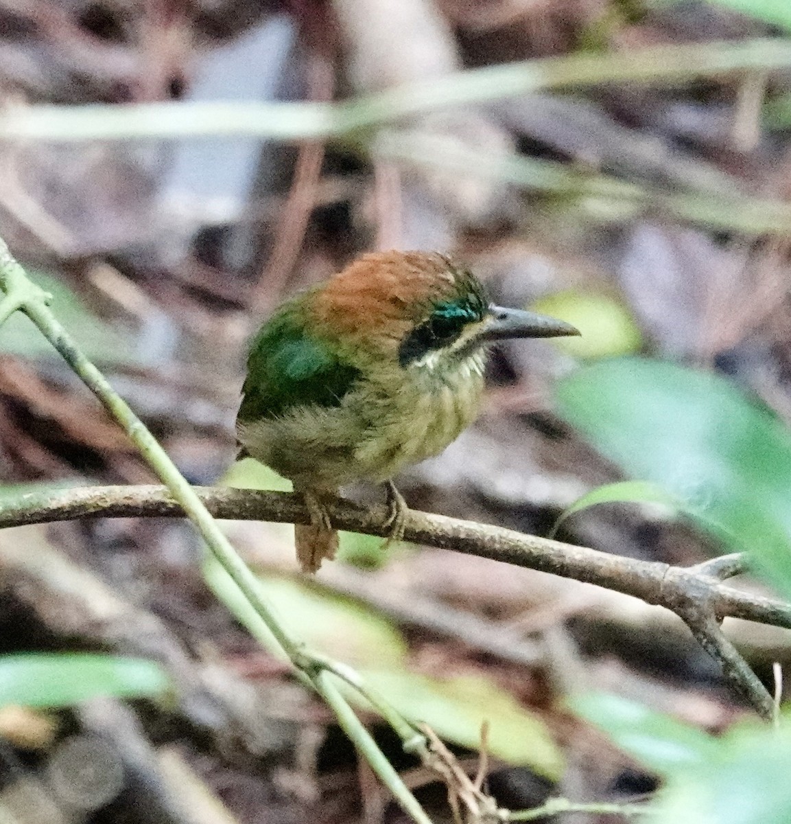 Zwergmotmot - ML623823596