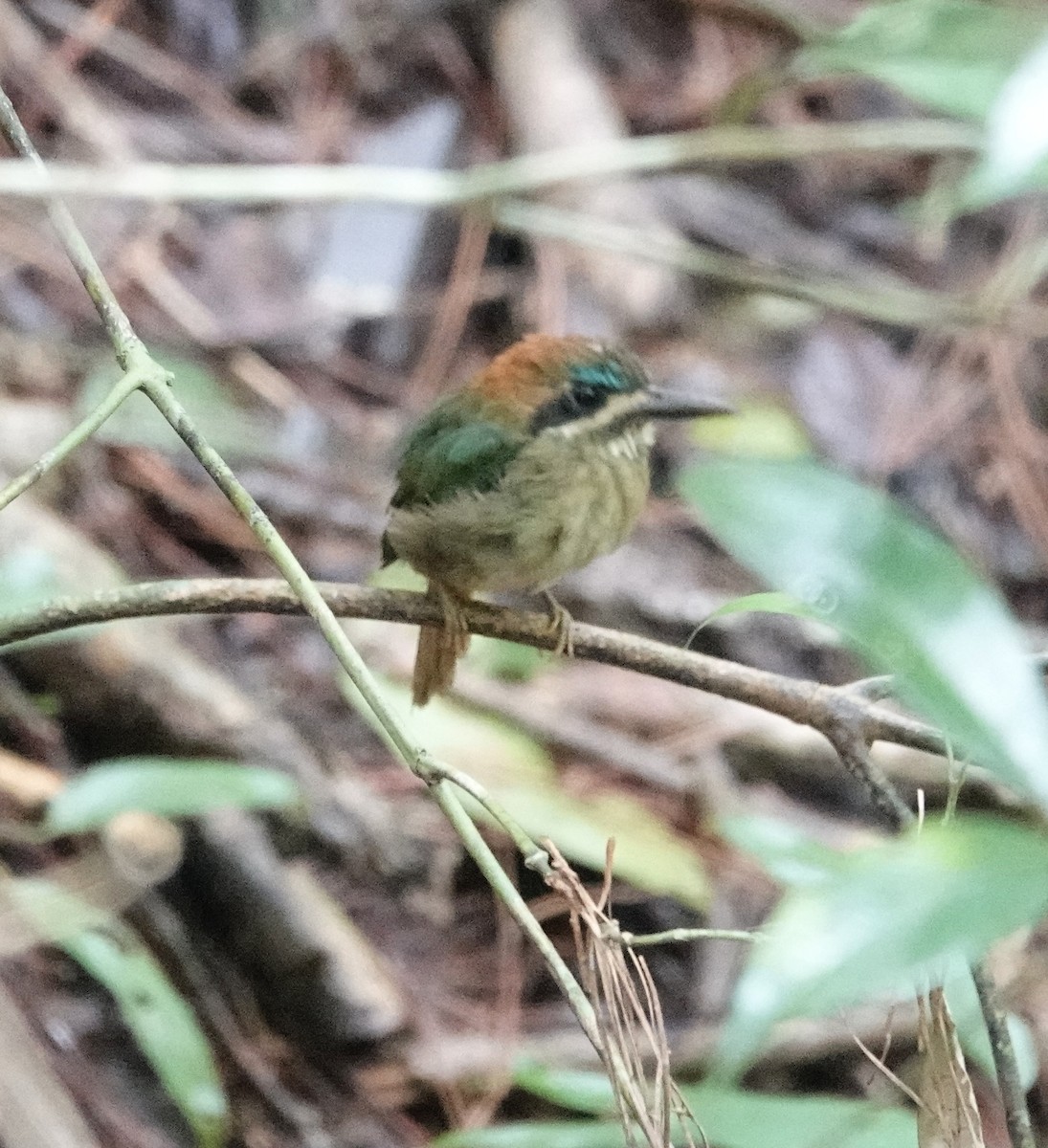 Zwergmotmot - ML623823597