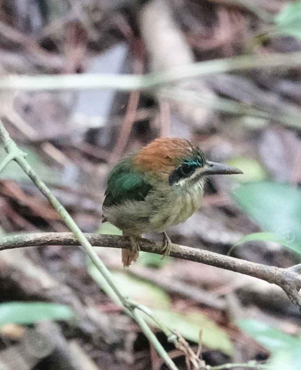 Zwergmotmot - ML623823598