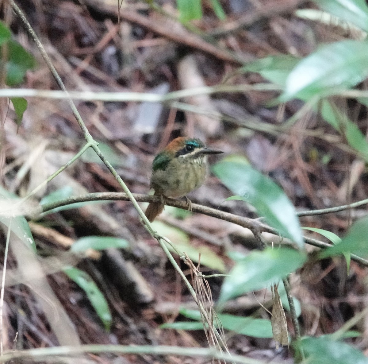 Zwergmotmot - ML623823599