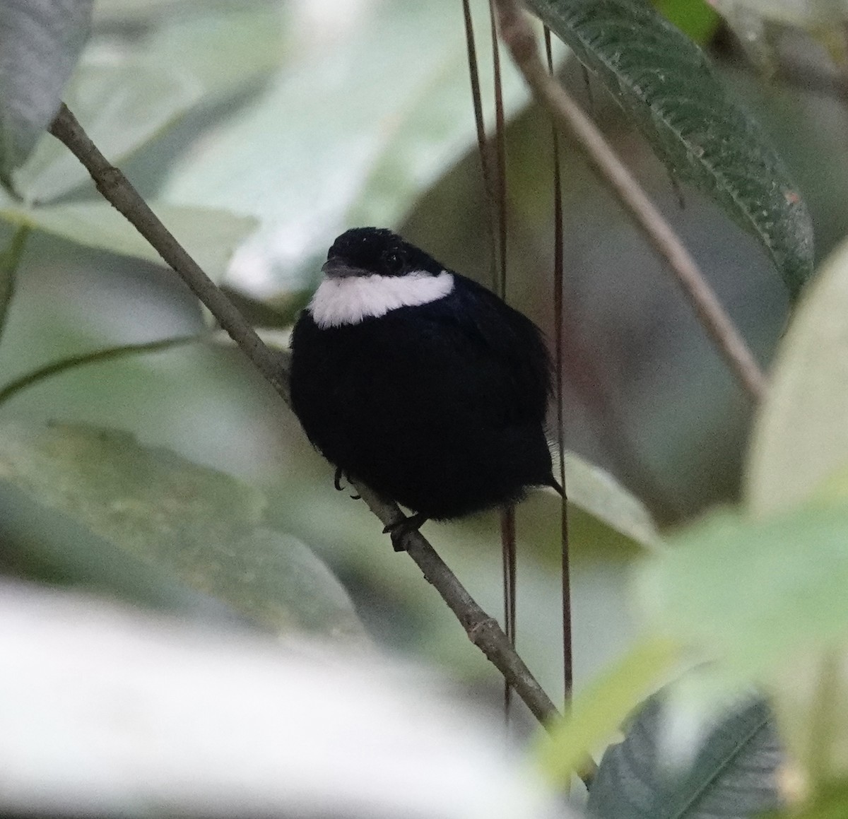 White-ruffed Manakin - ML623823613