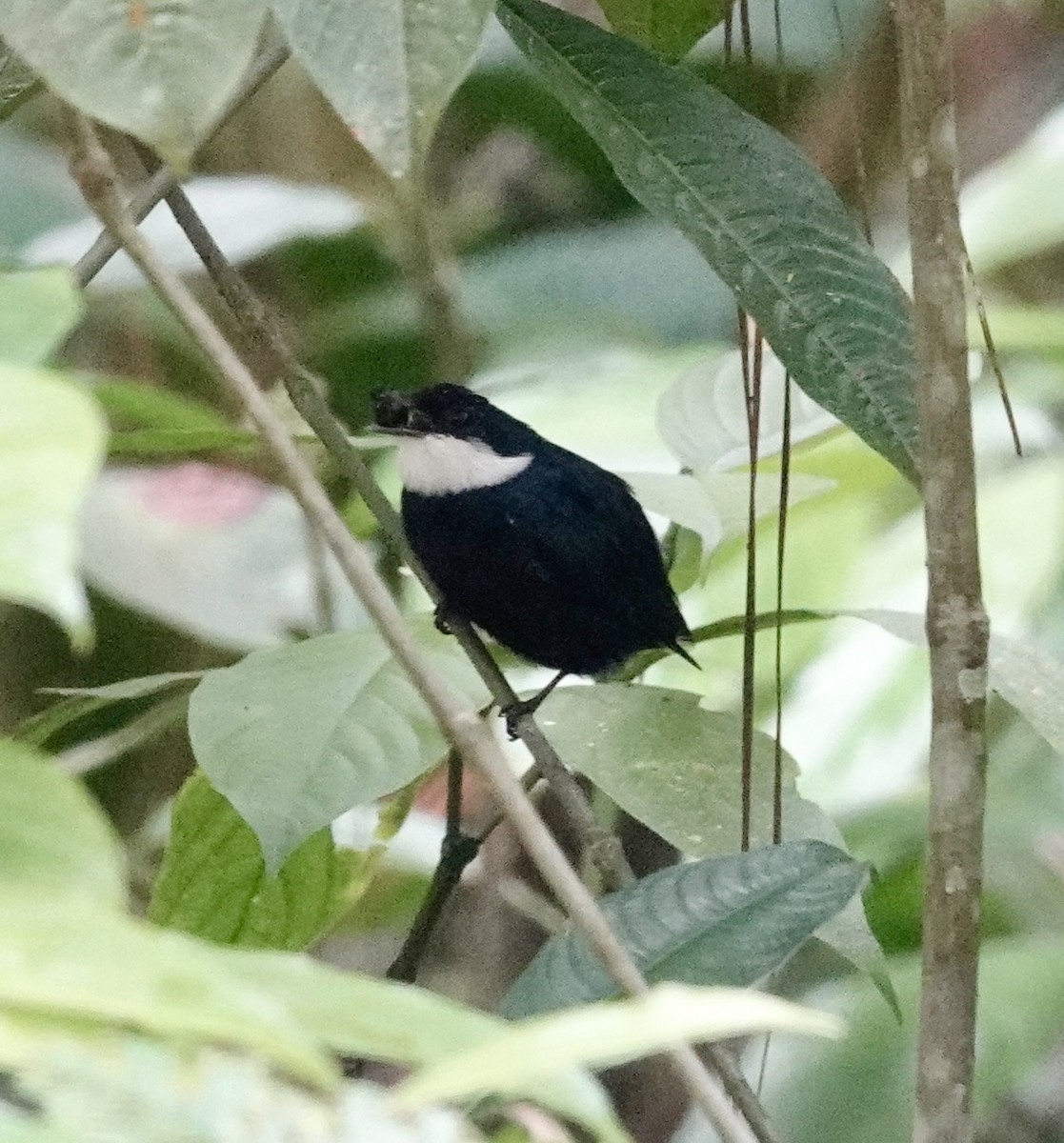 White-ruffed Manakin - ML623823615