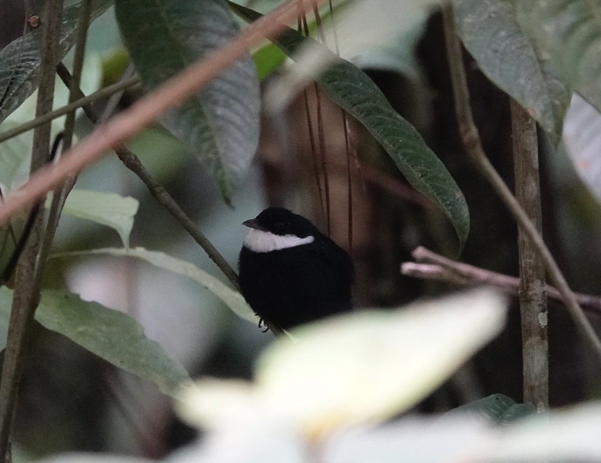 White-ruffed Manakin - ML623823616