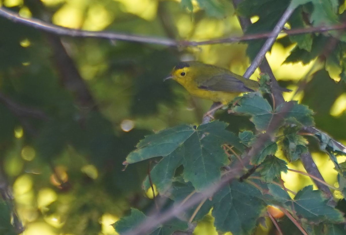 Wilson's Warbler - ML623823641