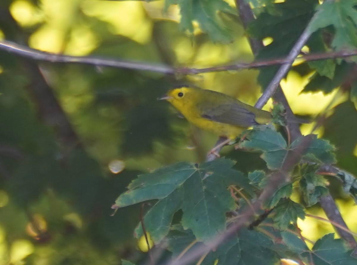 Wilson's Warbler - ML623823642