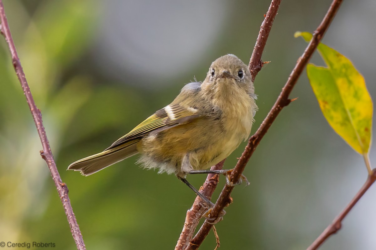 Ruby-crowned Kinglet - ML623823646