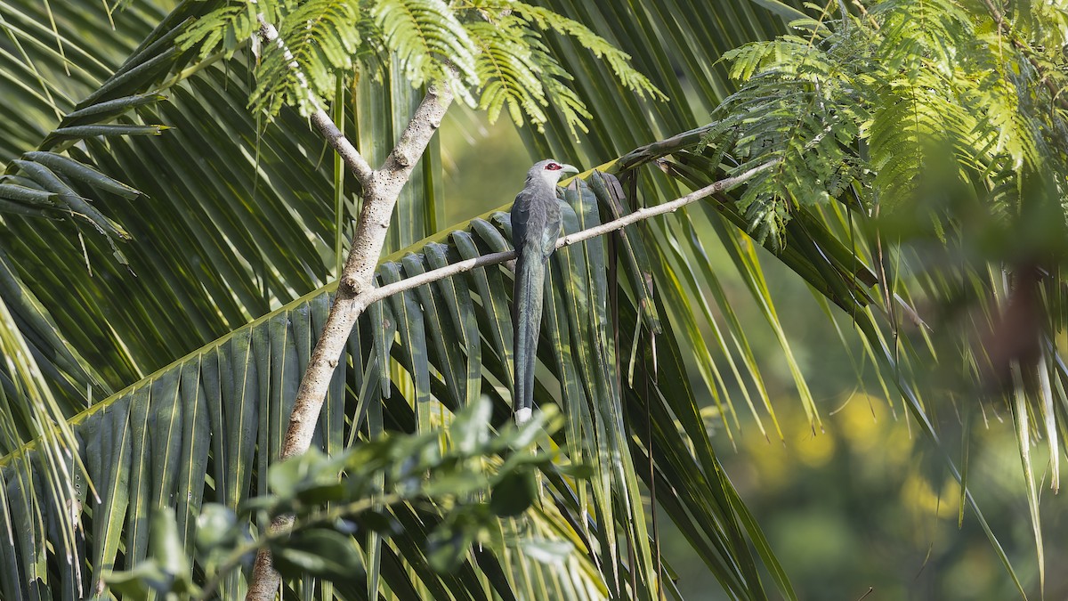 Green-billed Malkoha - ML623823657