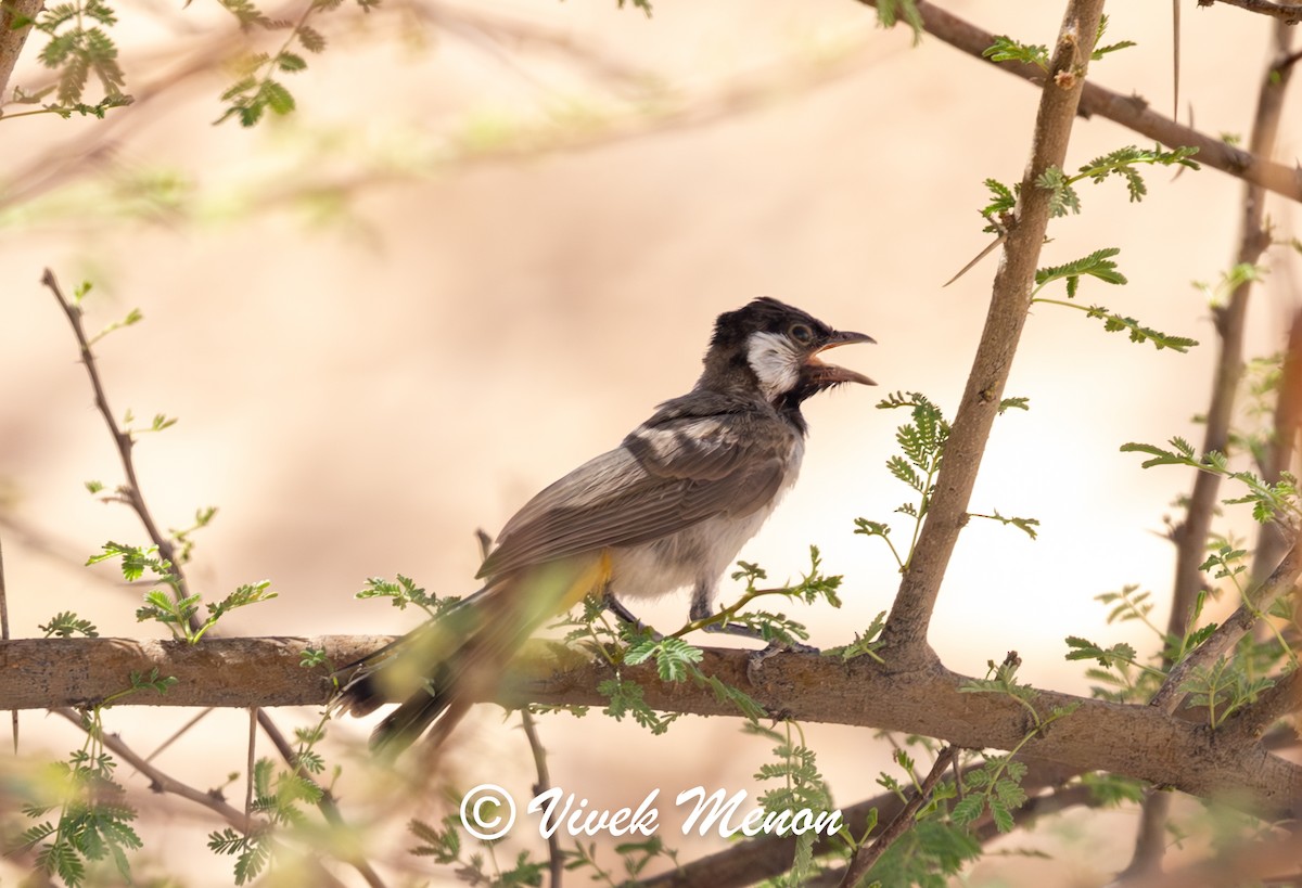 White-eared Bulbul - ML623823676