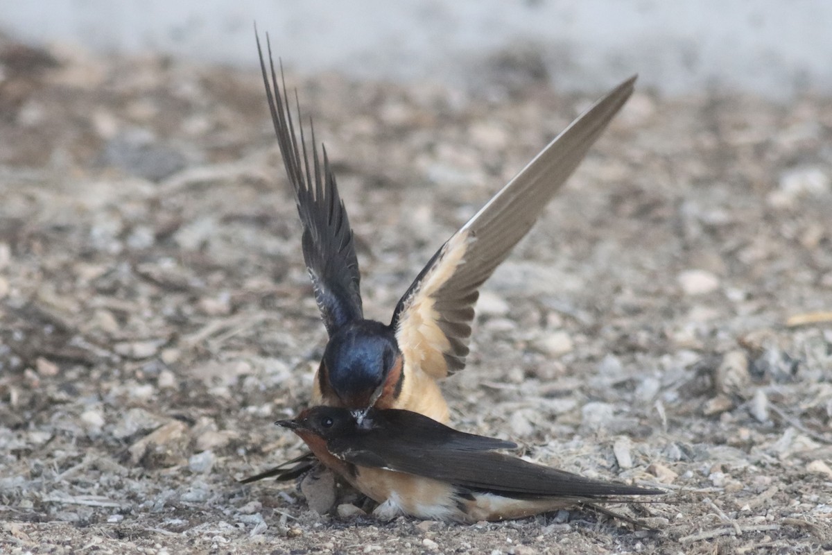 Barn Swallow - ML623823679