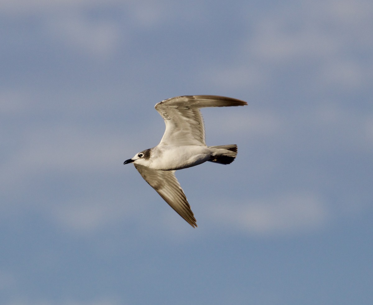 Franklin's Gull - ML623823682