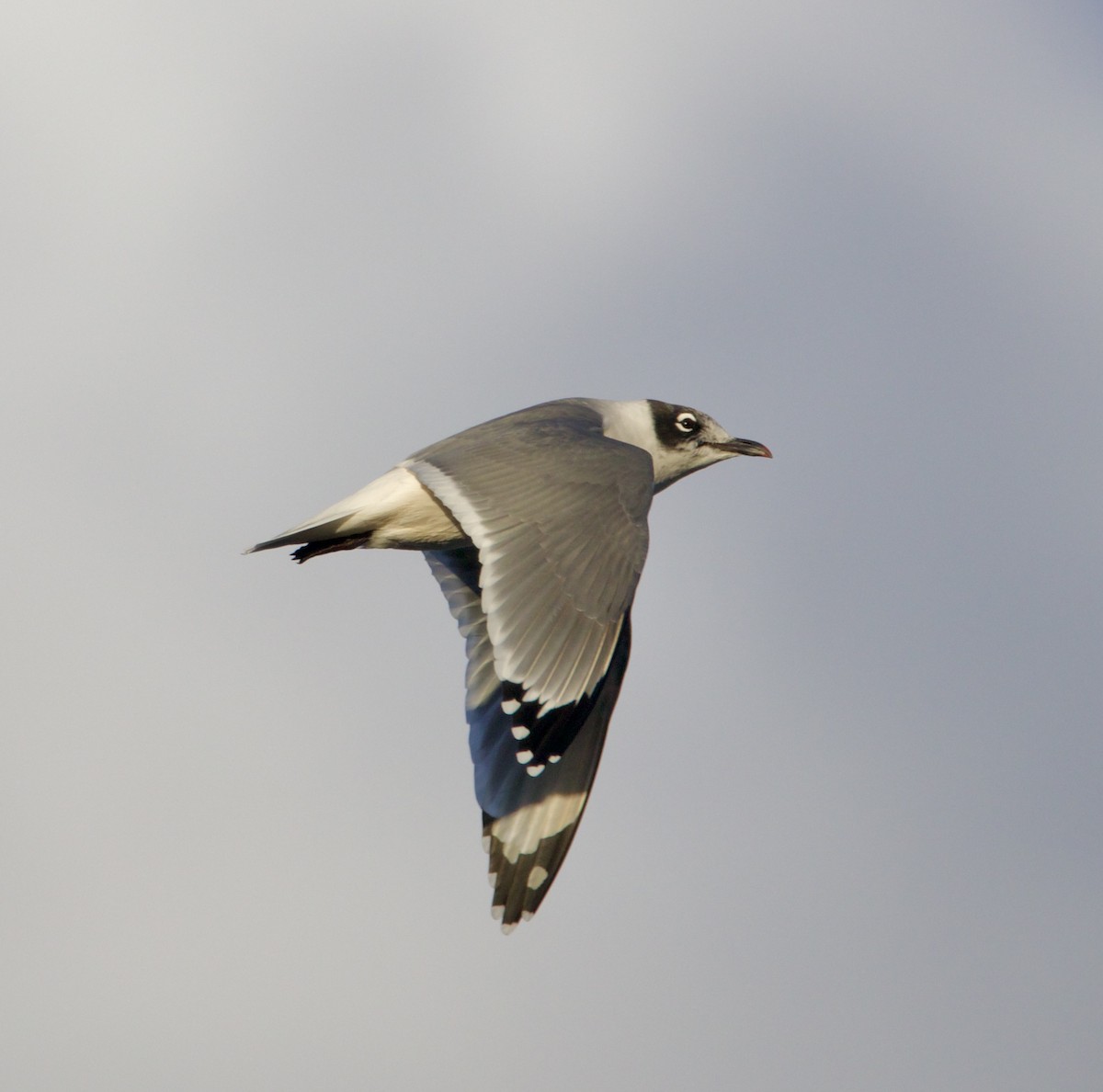 Franklin's Gull - Jordan Juzdowski