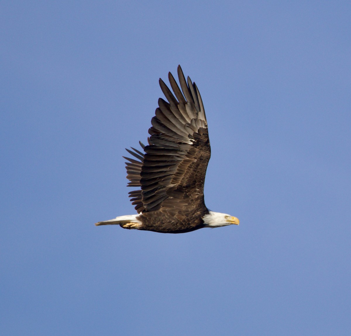 Bald Eagle - ML623823692