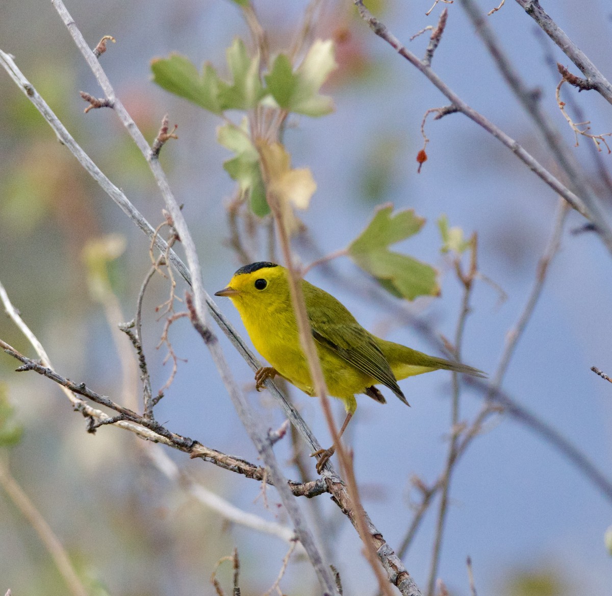 Wilson's Warbler - ML623823704