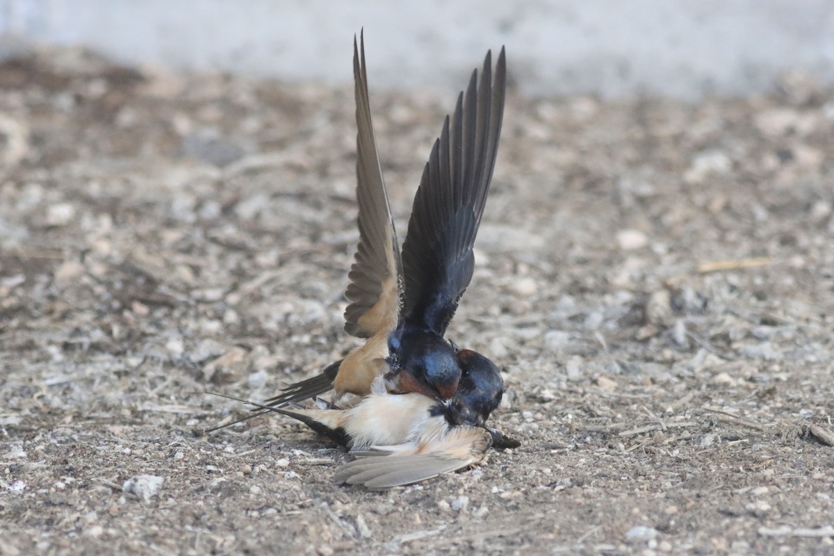 Barn Swallow - ML623823706