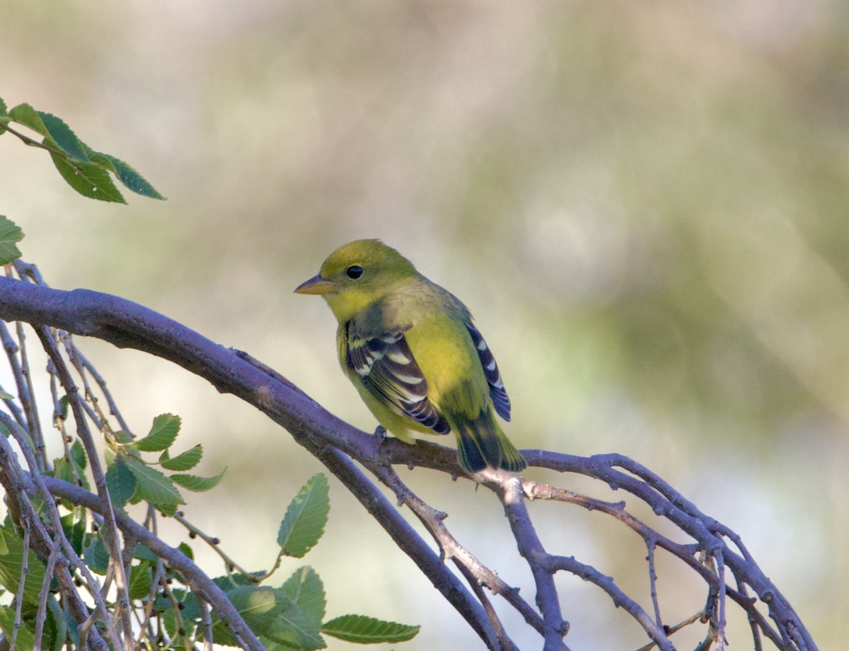 Western Tanager - ML623823707